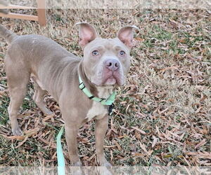 American Pit Bull Terrier-Unknown Mix Dogs for adoption in Millersville, MD, USA