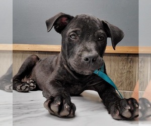 Small Labrador Retriever Mix