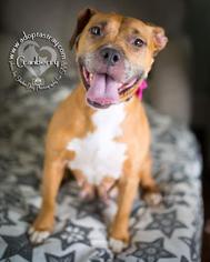 Bullboxer Pit Dogs for adoption in Newport, KY, USA