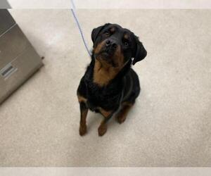 Rottweiler Dogs for adoption in Riverside, CA, USA