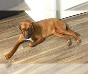 Coonhound-Labrador Retriever Mix Dogs for adoption in Cary, NC, USA