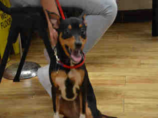 American Rat Pinscher Dogs for adoption in Pearland, TX, USA