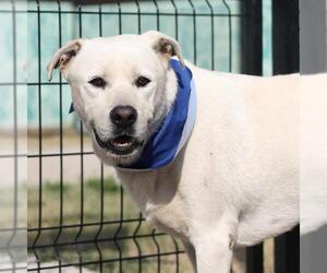 Labrador Retriever-Unknown Mix Dogs for adoption in San Antonio, TX, USA