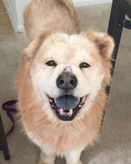 Chow Chow Dogs for adoption in Anaheim, CA, USA