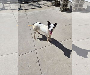 Mutt Dogs for adoption in Maquoketa, IA, USA