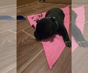 Labrador Retriever-Unknown Mix Dogs for adoption in New Orleans, LA, USA