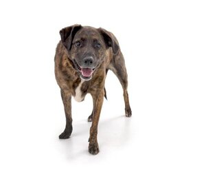 Catahoula Leopard Dog-Plott Hound Mix Dogs for adoption in Los Angeles, CA, USA