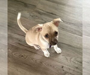 Chihuahua-Unknown Mix Dogs for adoption in Fargo, ND, USA