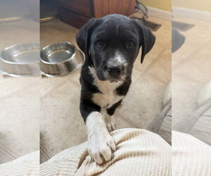 Mutt Dogs for adoption in Fort Collins, CO, USA