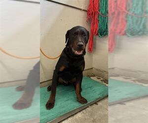 Rottweiler Dogs for adoption in Camarillo, CA, USA