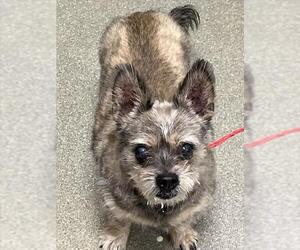 Pug-Unknown Mix Dogs for adoption in Las Vegas, NV, USA