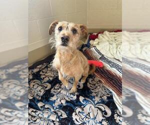 Mutt Dogs for adoption in Chula Vista, CA, USA