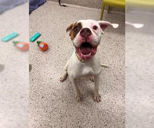 American Bulldog-Unknown Mix Dogs for adoption in Brighton, CO, USA