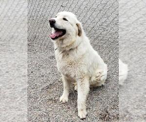 Golden Pyrenees Dogs for adoption in Hamilton, MT, USA