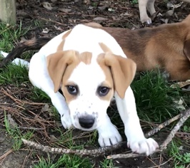 Medium Photo #1 Beagle-Pointer Mix Puppy For Sale in Middletown, MD, USA