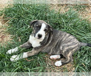 Great Pyrenees-Unknown Mix Dogs for adoption in Mooresville, NC, USA