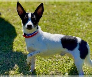 Rat Terrier Dogs for adoption in St. Cloud, FL, USA