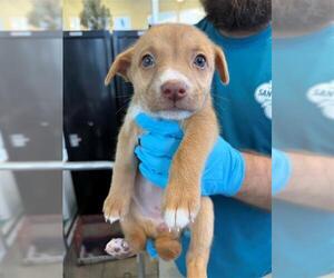 American Staffordshire Terrier-Unknown Mix Dogs for adoption in San Antonio, TX, USA