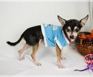 Chihuahua Dogs for adoption in Kennesaw, GA, USA