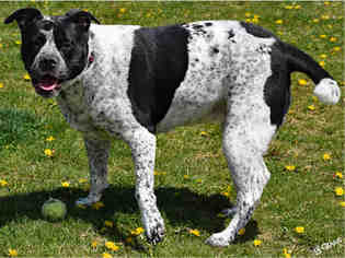 Box heeler Dogs for adoption in Ogden, UT, USA