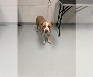 Mutt Dogs for adoption in St. Cloud, FL, USA