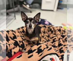Chihuahua Dogs for adoption in Boston, MA, USA