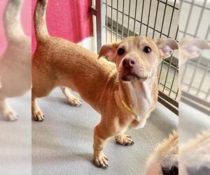 Dachshund-Unknown Mix Dogs for adoption in Visalia, CA, USA