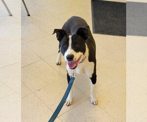 Border Collie-Unknown Mix Dogs for adoption in Turlock, CA, USA