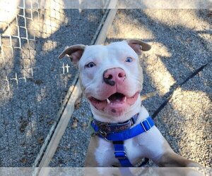 American Pit Bull Terrier Dogs for adoption in Sayreville, NJ, NJ, USA