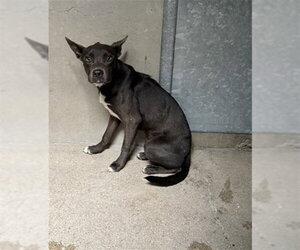 Mutt Dogs for adoption in San Bernardino, CA, USA