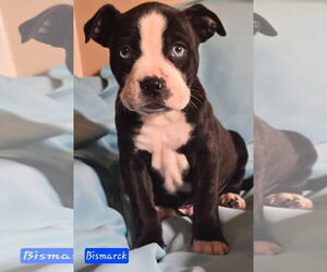 Boston Terrier-Boxer Mix Dogs for adoption in Alexander, AR, USA