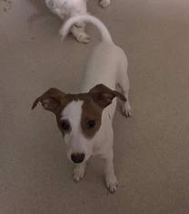 Jack Russell Terrier Dogs for adoption in Williston, VT, USA