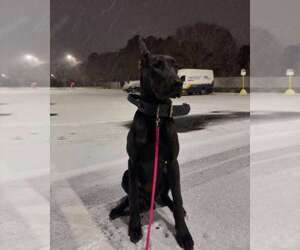 Great Dane Dogs for adoption in garner, NC, USA