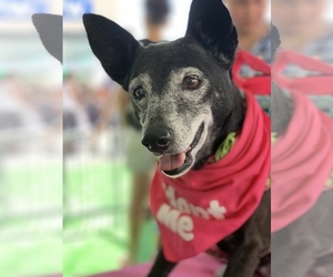 Jack-Rat Terrier Dogs for adoption in Fort Lauderdale, FL, USA