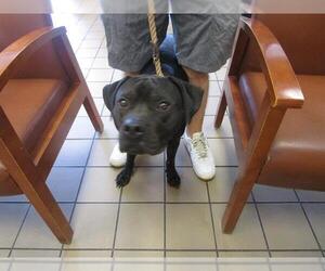 American Staffordshire Terrier Dogs for adoption in Ocala, FL, USA