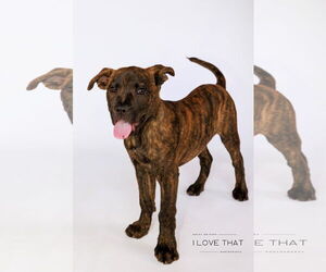 Labrador Retriever-Unknown Mix Dogs for adoption in The Woodlands, TX, USA