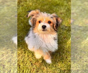 Mutt Dogs for adoption in Bellevue, WA, USA