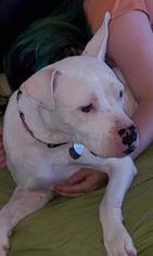 Bullboxer Pit Dogs for adoption in Midland, TX, USA