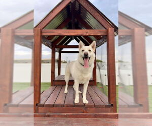 German Shepherd Dog Dogs for adoption in Marina Del Rey, CA, USA