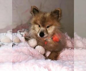 Pomeranian Dogs for adoption in Blakeslee, PA, USA