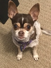 Chihuahua Dogs for adoption in Rancho Santa Margarita, CA, USA