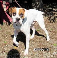 Boxer Dogs for adoption in Lindsay, CA, USA