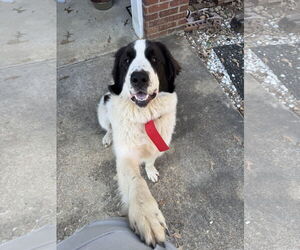 Great Pyrenees-Unknown Mix Dogs for adoption in Croydon, NH, USA