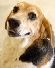 Medium Photo #1 Beagle Puppy For Sale in Melrose, FL, USA