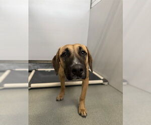 German Shepherd Dog-Unknown Mix Dogs for adoption in Fayetteville, NC, USA