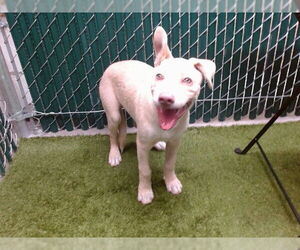American Pit Bull Terrier Dogs for adoption in Downey, CA, USA