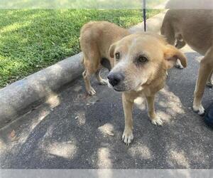 Labrador Retriever Dogs for adoption in Houston, TX, USA