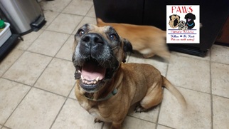 Presa Canario Dogs for adoption in Killeen, TX, USA
