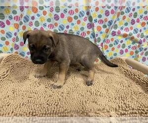 German Shepherd Dog-Unknown Mix Dogs for adoption in Modesto, CA, USA