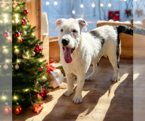 Mutt Dogs for adoption in Vail, AZ, USA